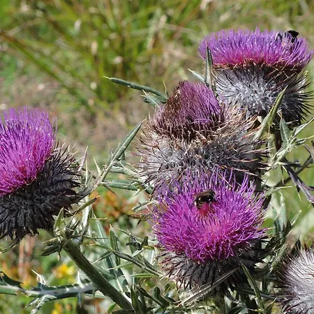 Staroplaninski Crni Vrh