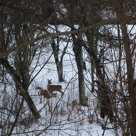 Апартаменты Staroplaninski Crni Vrh